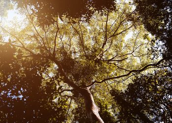 Climatologista avalia impacto da vegetação urbana no calor em Valadares