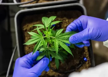 Juiz autoriza farmácia de manipulação a fabricar produtos de cannabis