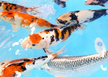 Epamig inicia venda de carpas coloridas para piscicultura ornamental