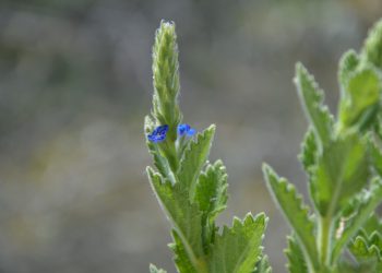 Nova espécie de planta é descoberta durante expedição no município do Serro, na região Central de Minas