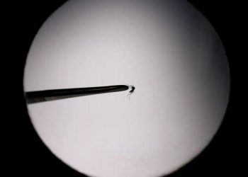 Brasil bate recorde de mortes por dengue em 2023