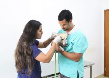 Centro Médico Veterinário da Univale: uma trajetória de crescimento e excelência no cuidado animal