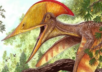 Pesquisadores brasileiros e chineses anunciam espécie de pterossauro