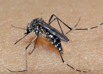 Prefeitura investiga suposta morte de adolescente causada por dengue em Timóteo