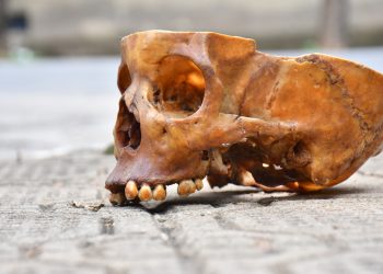 Moradores encontram crânio humano em sacos de lixo no bairro Esplanada