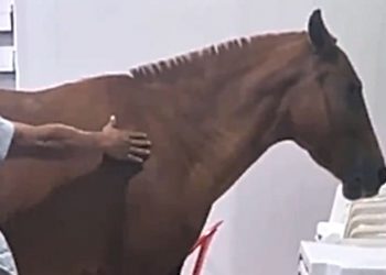 Cavalo fica ferido após ter lata de tinta amarrada ao rabo