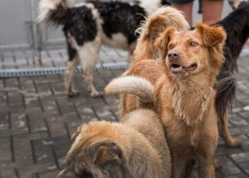 Coluna MG | 29 de janeiro de 2023