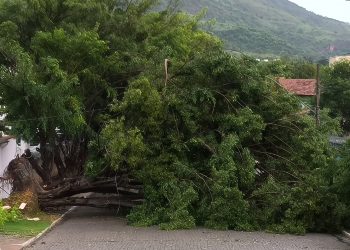 Chuva derruba árvores e deixa parte de GV sem energia