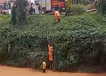 Cachorros são resgatados por bombeiros após cair em rio