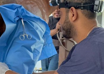 Centro Veterinário da Univale recupera égua com graves lesões musculares