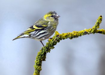 Passarinhos na gaiola