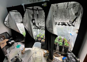 Polícia investiga venda de sementes de maconha pela internet; os laboratórios foram localizados em Valadares