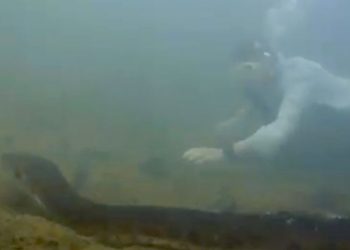 Maior sucuri do mundo é descoberta na Amazônia, com 8 metros e 200 kg