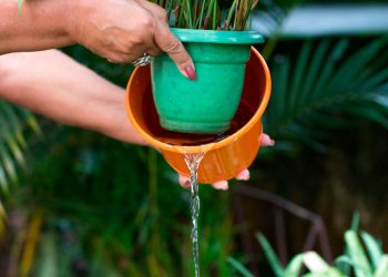 Valadares permanece em patamar elevado de casos de dengue