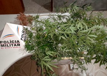 PM encontra plantação de maconha nos fundos de residência