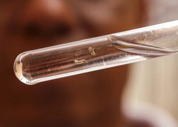 Brasil tem mais de um milhão de casos de dengue este ano