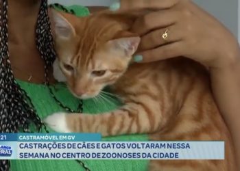 Centro de Zoonoses realiza castrações de cães e gatos