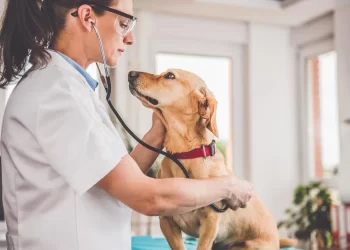 Março Amarelo alerta sobre Doença Renal Crônica em pets