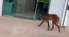 Ameaçado de extinção, lobo-guará é encontrado no centro de Sardoá