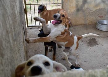 Mercado Municipal recebe feira de adoção de animais neste sábado