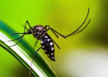 Brasil tem quase mil mortes por dengue em investigação