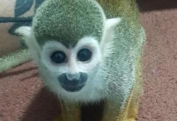 Macacos de Nicole Bahls deram início a investigação da PF contra traficantes de animais