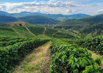 Exportações do agronegócio mineiro batem novo recorde no primeiro trimestre de 2024