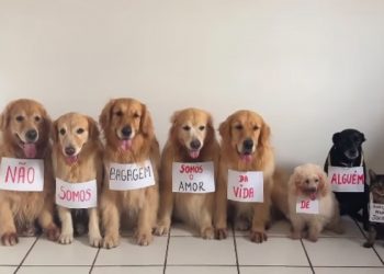 Após morte do cão Joca, veterinária orienta como transportar pets em viagens