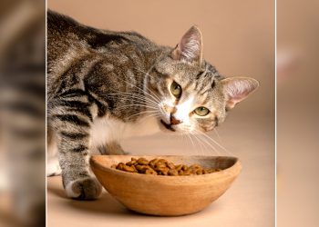 Nutrição de cães e gatos