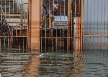 Cães resgatados nas cheias do RS são adotados em Brasília