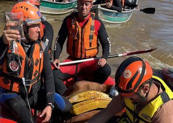 Égua Caramelo é resgatada de telhado de casa no Rio Grande do Sul