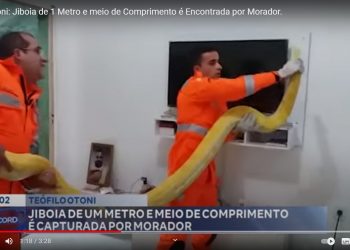 Teófilo Otoni: jiboia é capturada no canteiro central do pátio da PRF