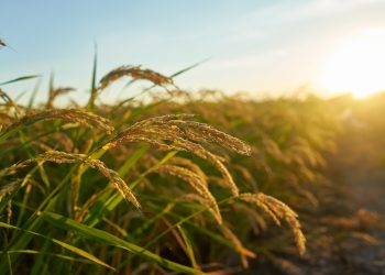 Evento apresenta cenário do agro para os próximos meses