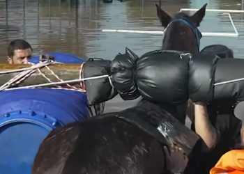 Mais de 10 mil animais já foram resgatados das enchentes do RS