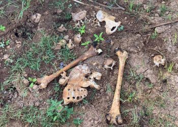 Ossada humana é encontrada às margens do Rio Doce