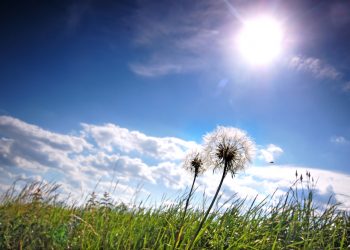 Um coração para amar…