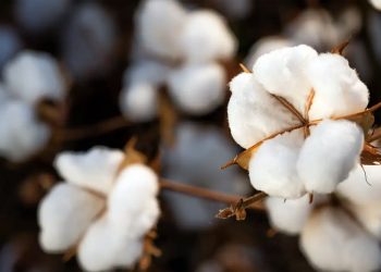 Brasil ultrapassa EUA e já é maior exportador de algodão do mundo