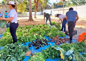 Colheita solidária da ExpoAgro: UNIVALE e União Ruralista reforçam o compromisso social e fazem doação das hortaliças plantadas na fazendinha