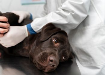 Leishmaniose visceral canina