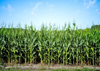 BNDES vai disponibilizar R$ 66,5 bilhões para Plano Safra 2024/2025