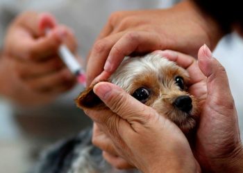 Minas inicia campanha de vacinação antirrábica; a meta é imunizar 80% de cães e gatos
