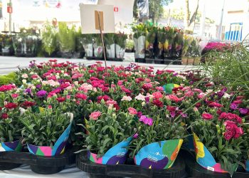 FOTO: Izabella Martins / TV Leste