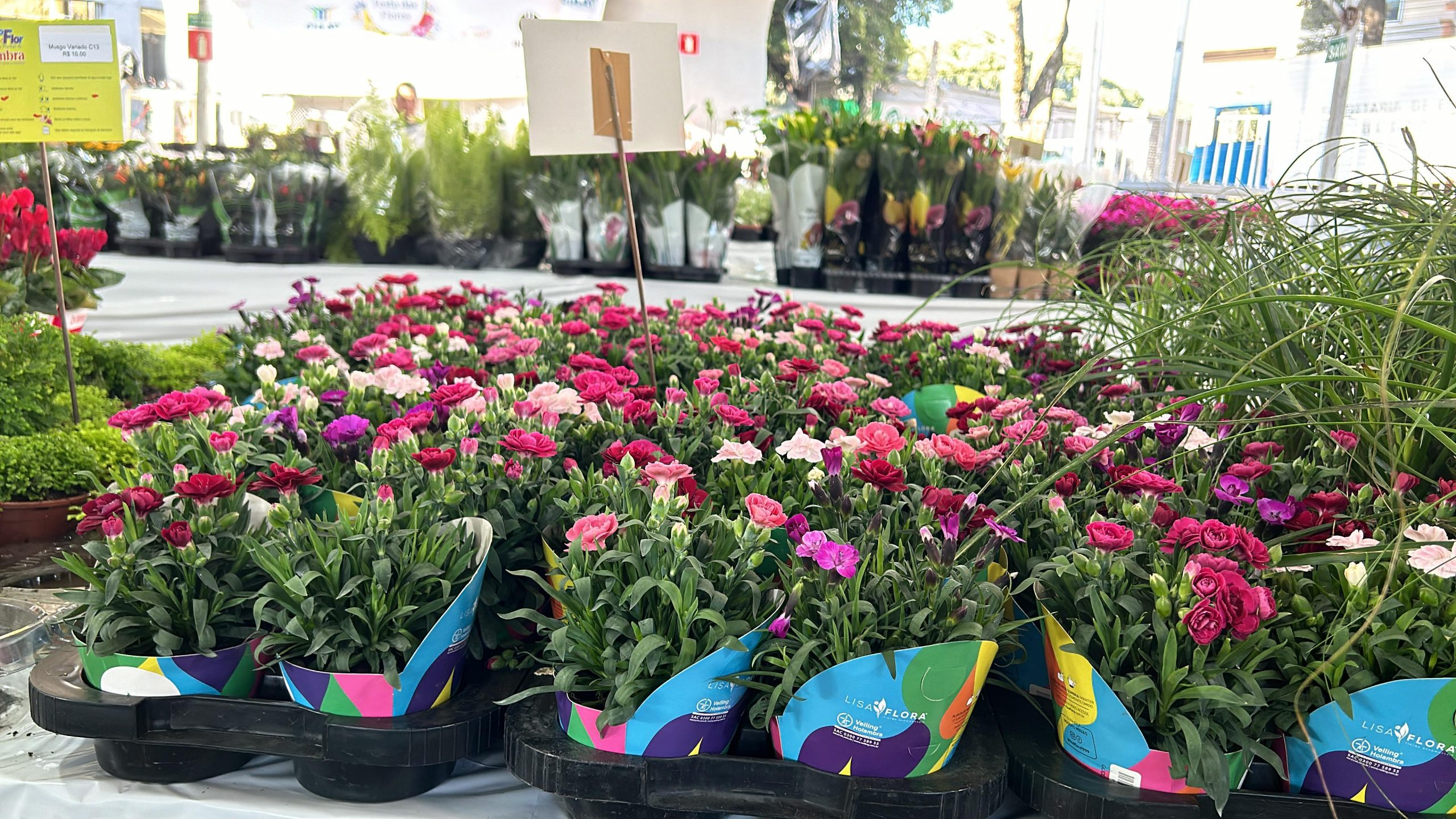 FOTO: Izabella Martins / TV Leste