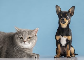 Mais de 5 mil cães e gatos já foram vacinados contra a raiva nos distritos