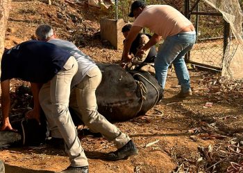 Na tarde desta sexta-feira (13), um fato inusitado causou grande susto em uma escola municipal de Caratinga.
