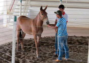 Sistema Faemg Senar oferece cursos gratuitos para produtores rurais de Valadares e região