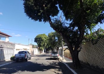 Árvore: estratégia para conter o calorão