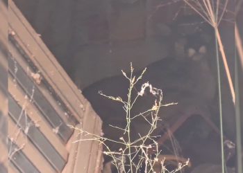 Bombeiros capturam onça-parda dentro do perímetro urbano em Santana do Paraíso