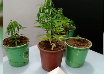 Bombeiros descobrem plantação de maconha durante combate a incêndio na Ilha dos Araújos