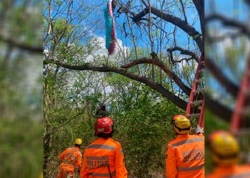 Piloto de parapente tem pouso forçado e fica pendurado em árvore em Valadares